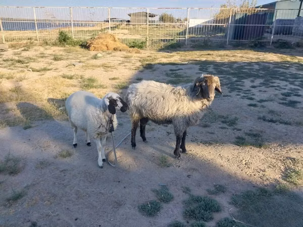 แกะตัวผู้, Arabi sheep