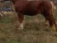 Aygır, Suffolk Punch — foto 1