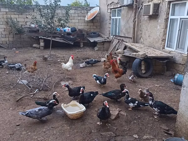 Domestic Muscovy