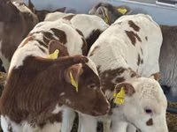 ІҚМ (топ, жынысы көрсетілмеген), Simmental cattle — 1-сурет