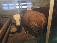 Bull, Kazakh White-headed cow — photo 3