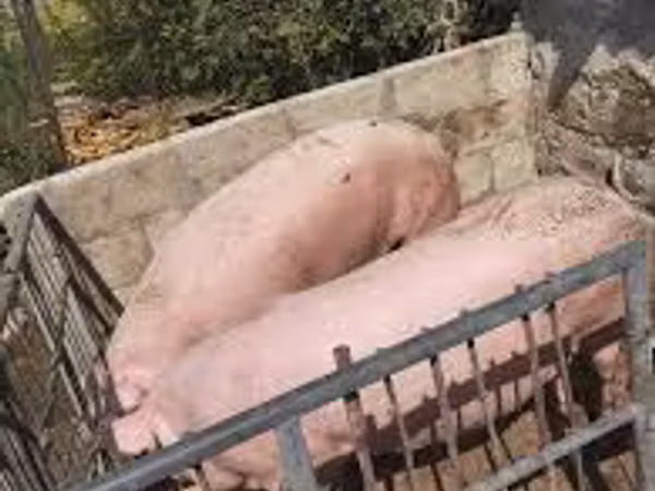 Boar, Pigs — Moldova