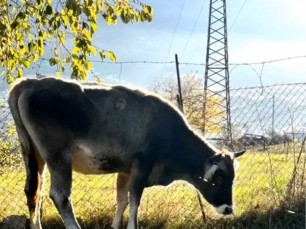 Bull, Cattle — Armenia
