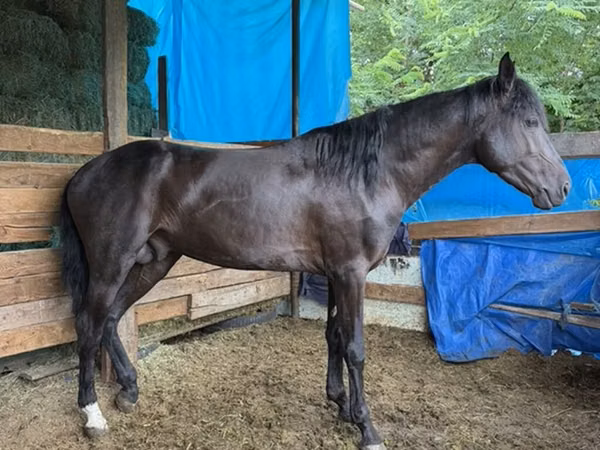 ცხენი, French Trotter