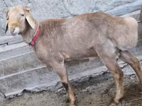 Ram, Arashan sheep — photo 2