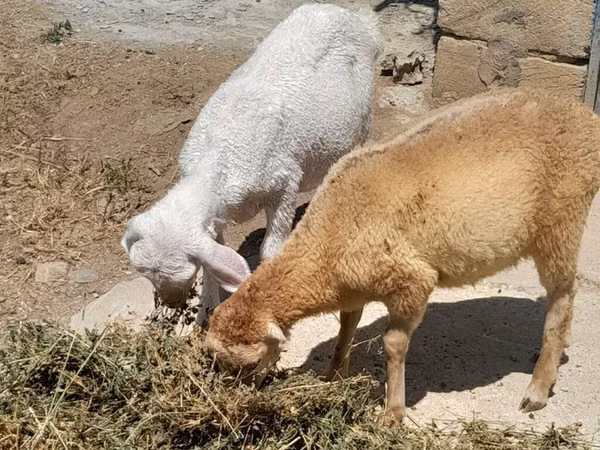 Sheep (batch, sex not specified), Sheep — Azerbaijan