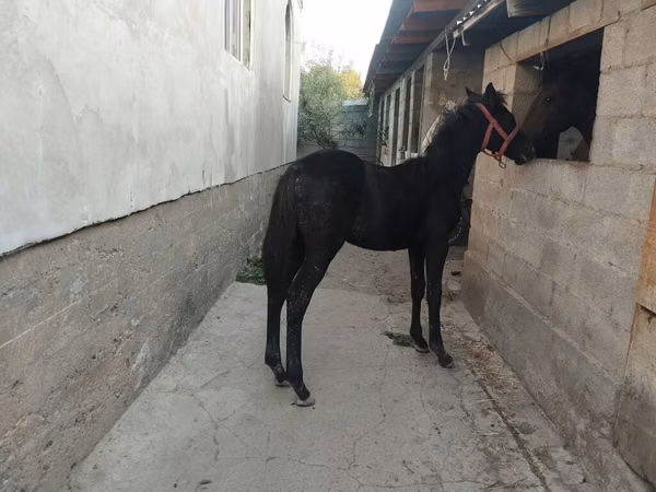 Horse (M), Anglo-Arabian — Kyrgyzstan