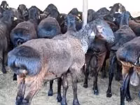 Kambing jantan, Sheep — foto 2