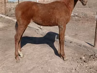 Madyan, Kazakh horse — foto 1
