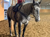 Horse (M), Horses — photo 8