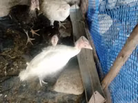 Turkeys — foto 1