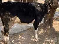 Cow, Russian Black pied cattle — photo 5