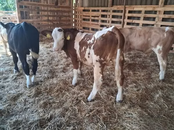 Touro, Simmental cattle