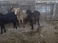 Ovelhas (lote, sexo não especificado), Ovelhas — foto 6