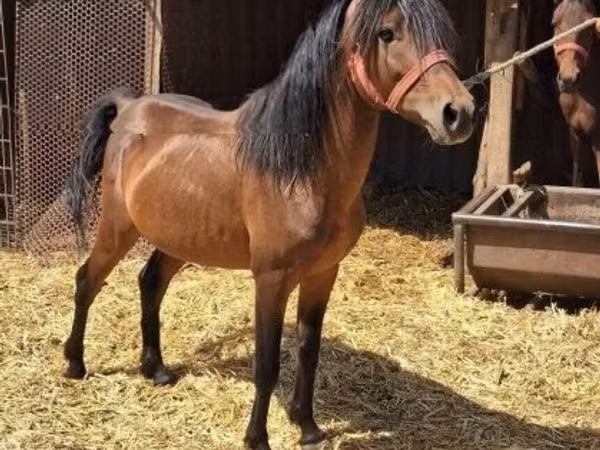 Horse (M), Horses — Hungary