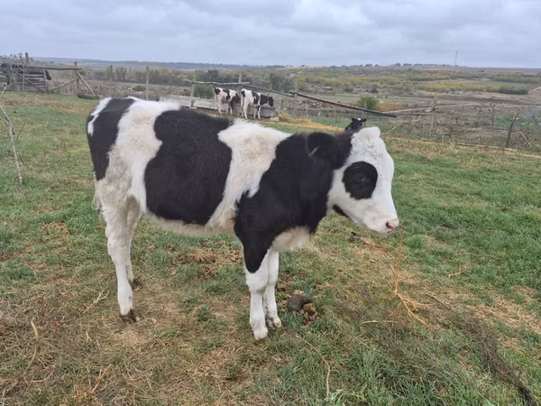 گاو نر, Russian Black pied cattle