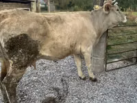 Гов, Swiss cattle — акс 4