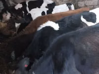 Vacă, Bovine — foto 2