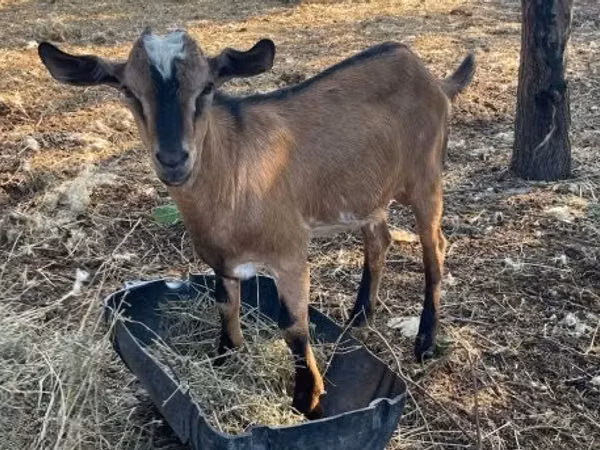 Billy Goat, Goats — Hungary