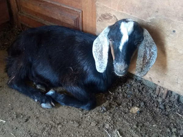 Billy Goat, Saanen goat — Kyrgyzstan
