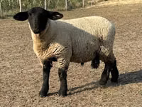 Ram, White Suffolk sheep — photo 2