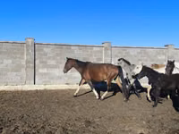Mare, Horses — photo 4