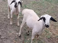 公羊, Sheep — 照片 4