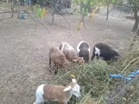Ram, Cameroon sheep — photo 7