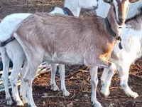 Billy Goat, Goats — photo 1