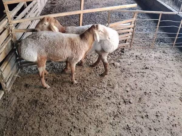 Ram, Arashan sheep — Kyrgyzstan