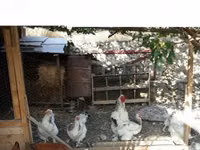 براهما — عکس 2