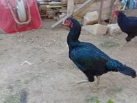 Chickens — عکس 2