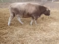 ላም, Brown Carpathian breed — ፎቶ 1
