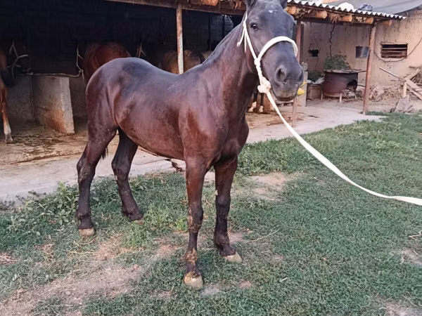 Horse (M), Horses — Uzbekistan