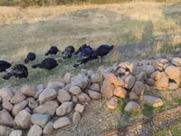 Turkeys — 3-rasm