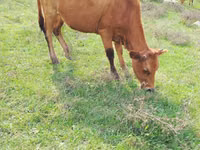 İnək, Mal-qara — foto 2