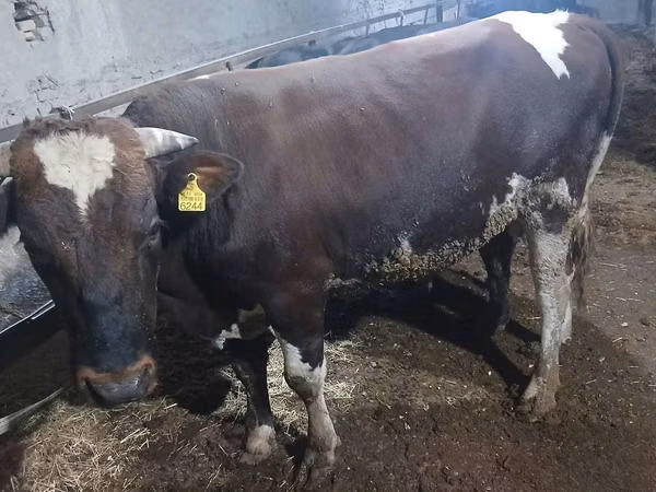 Bull, Simmental cattle — Uzbekistan