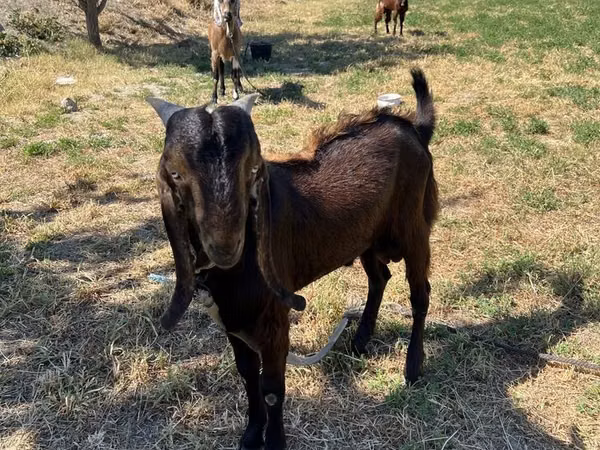 Caprone, Beetal goats