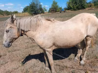 Mare, Horses — photo 4