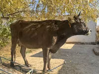 İnek, Swiss cattle — foto 2