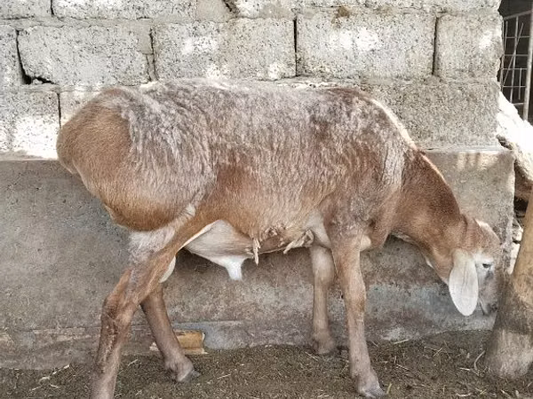 Ram, Sheep — Uzbekistan