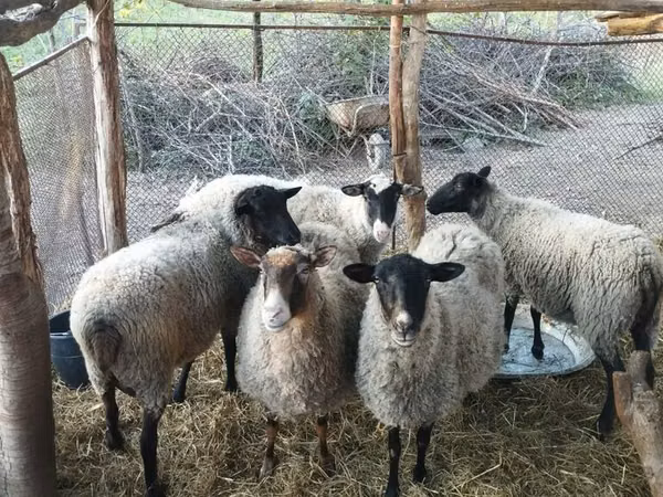 Sheep, Romanov sheep — Azerbaijan