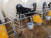 Buğa, Swiss cattle — foto 2