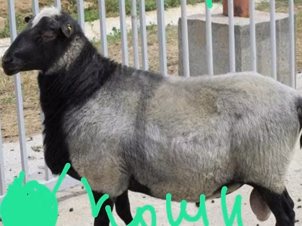 Biri-biri betina, Romanov sheep