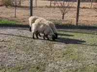 قوچ, White Suffolk sheep — عکس 2