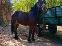 Horse (M), Horses — photo 1