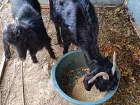 Goat, Goats — photo 2