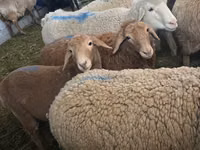 Ram, Hissar sheep — photo 5