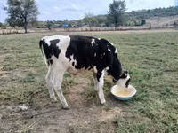Bull, Holstein breed — photo 2
