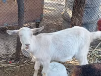Ged, Saanen goat — foto 3